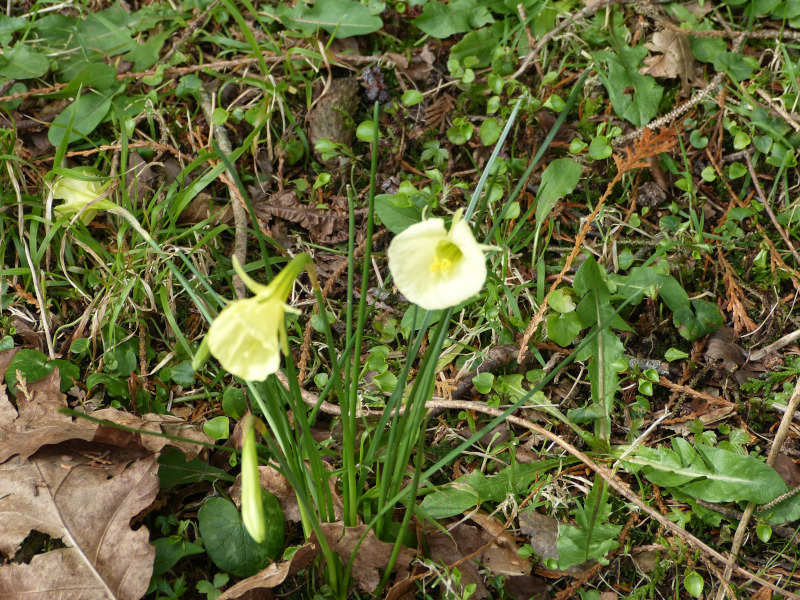 Narcissus bulbocodium.JPG