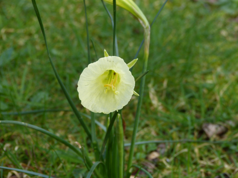 Narcissus bulbocodium.JPG