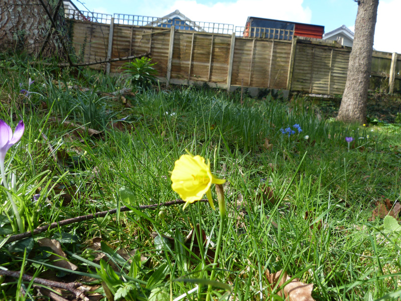 Narcissus bulbocodium seedling.JPG