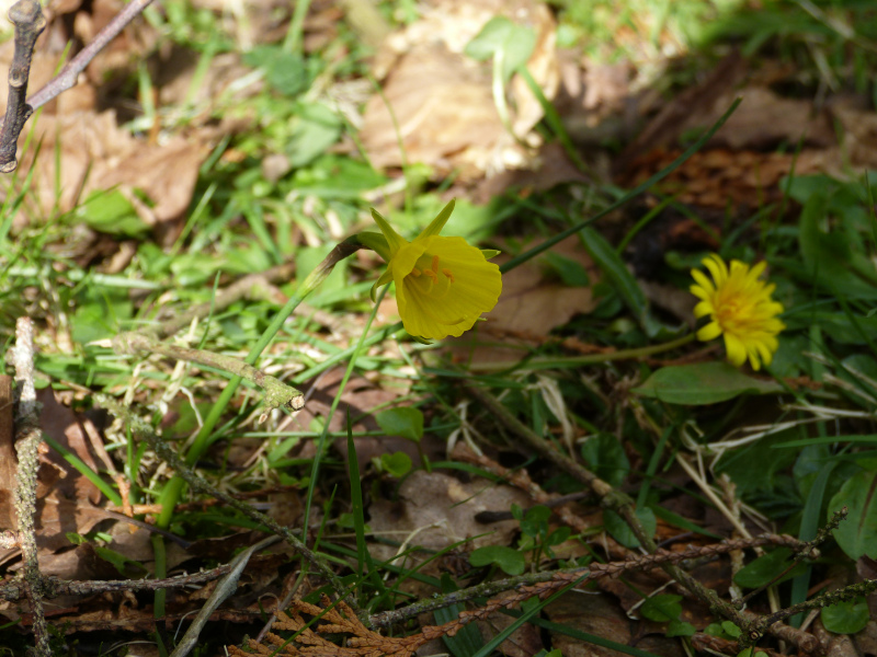 Narcissus bulbocodium seedling8.JPG