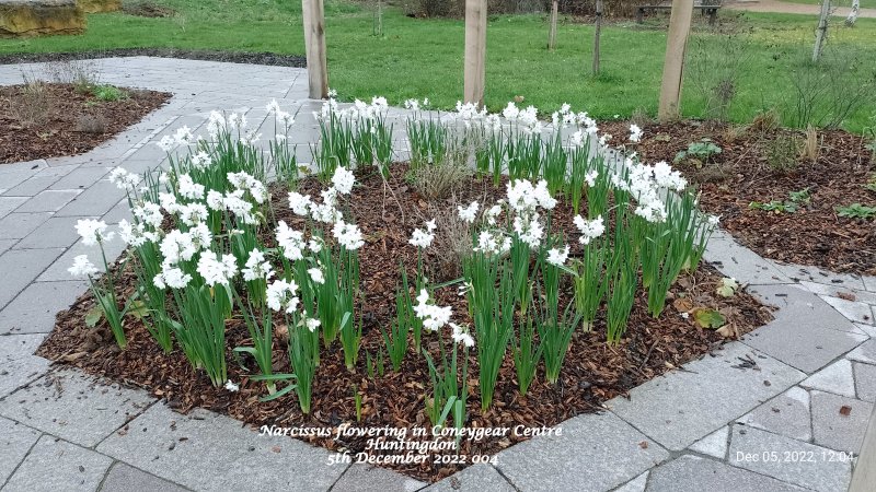 Narcissus flowering in Coneygear Centre Huntingdon 5th December 2022 004.jpg