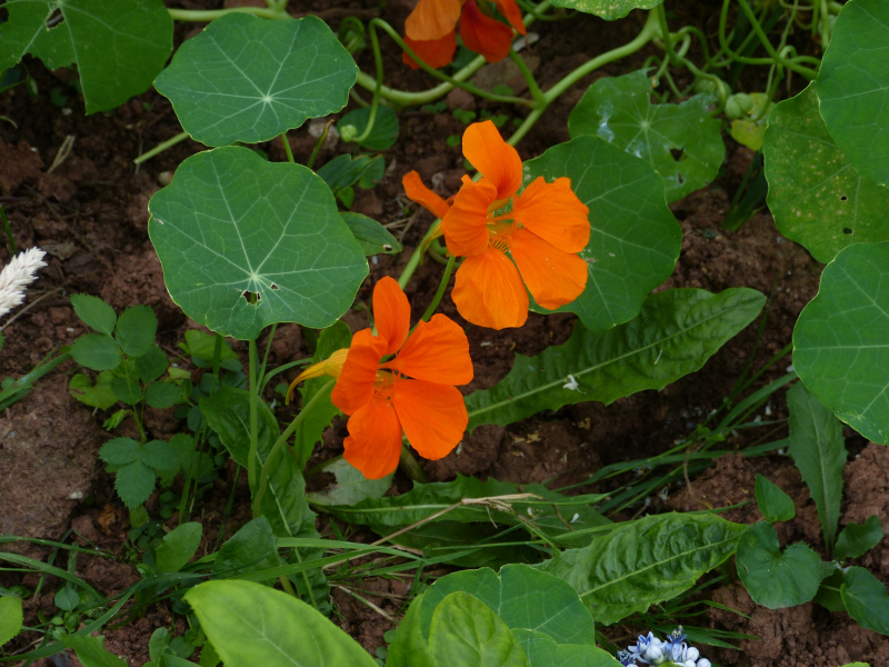 Nasturtium 2.JPG