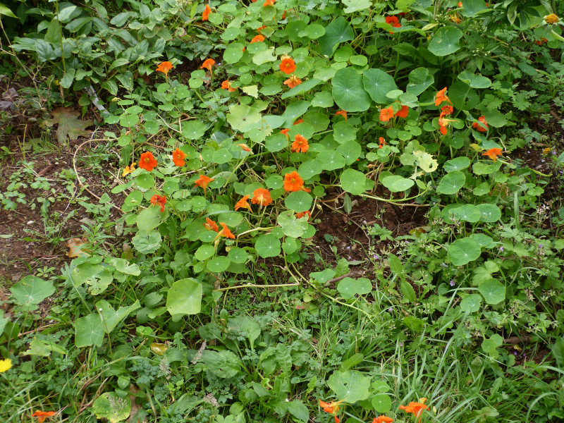 Nasturtium.JPG