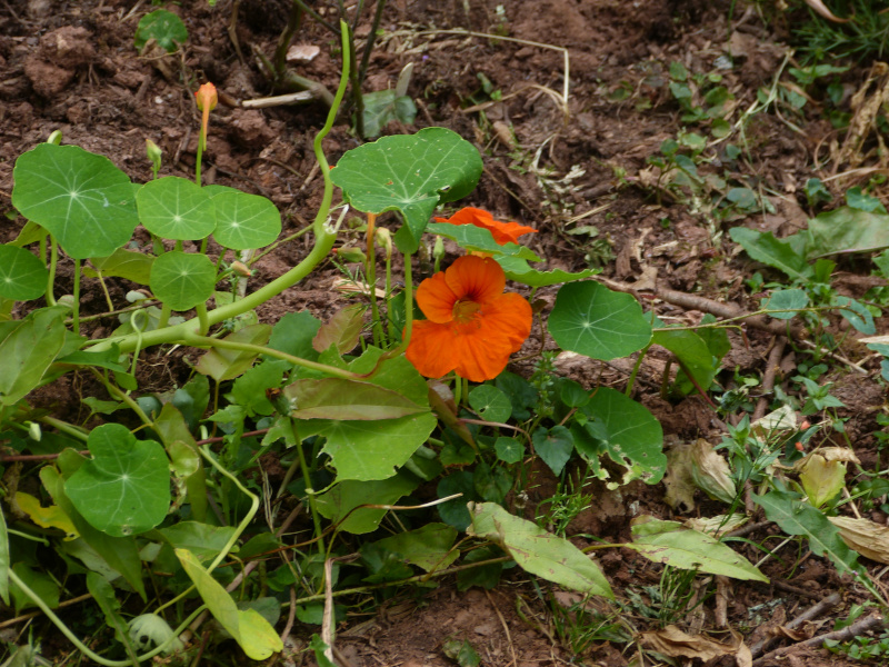 Nasturtium.JPG