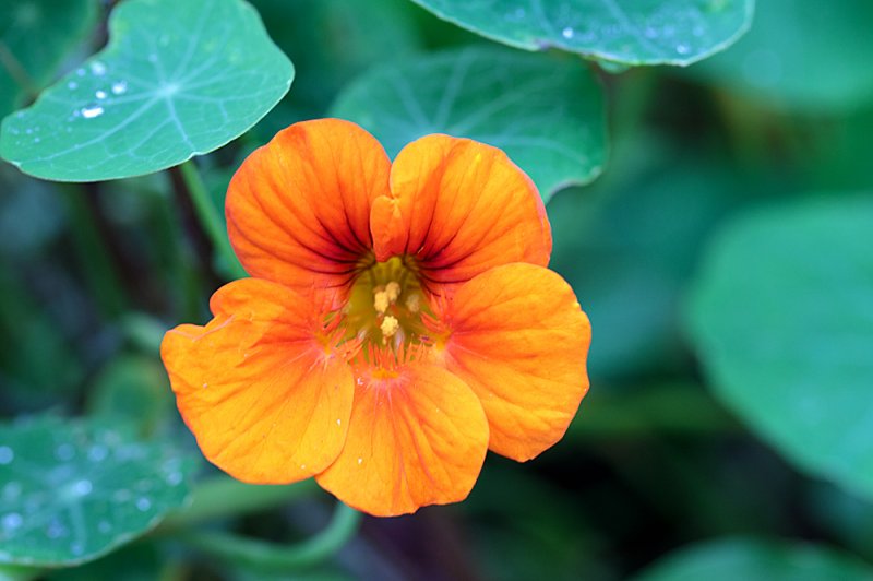 Nasturtium-orange.jpg