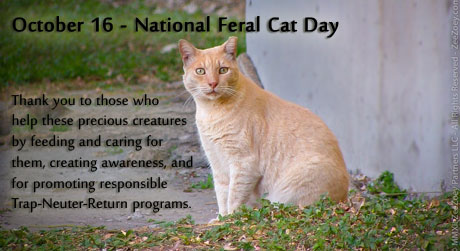 National Feral Cat Day.jpg