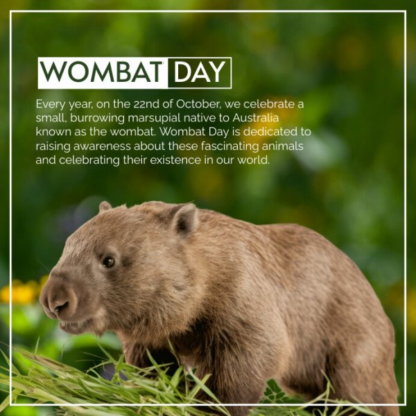 national-wombat-day-instagram-post-design-template-ffc435a994291fb4da95f2e7eb97e0b0_screen.jpg