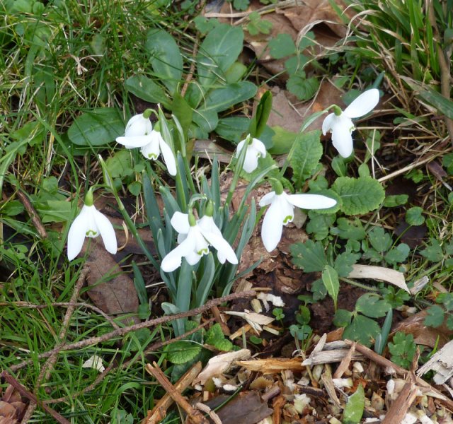 Naturalised Galanthus nivalis.JPG