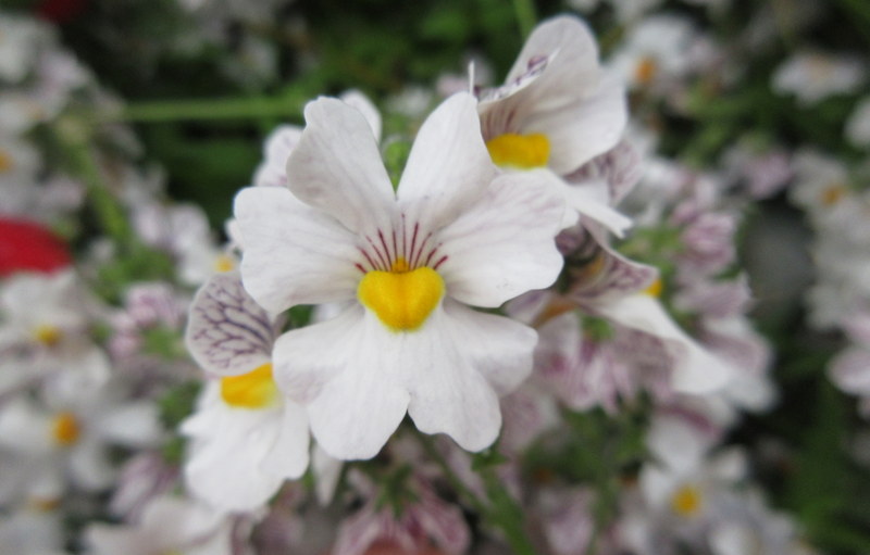 NEMESIA 15-07-2023 13-01-56.JPG