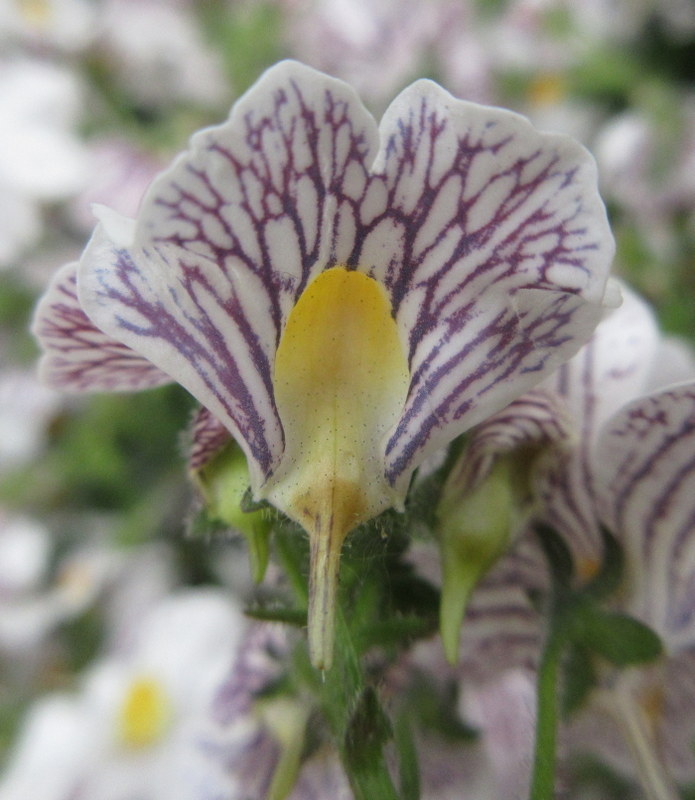 NEMESIA 15-07-2023 13-03-055.JPG