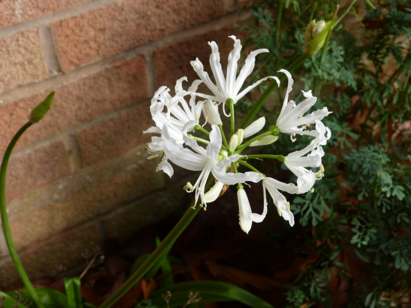 Nerine bowdenii Alba.JPG