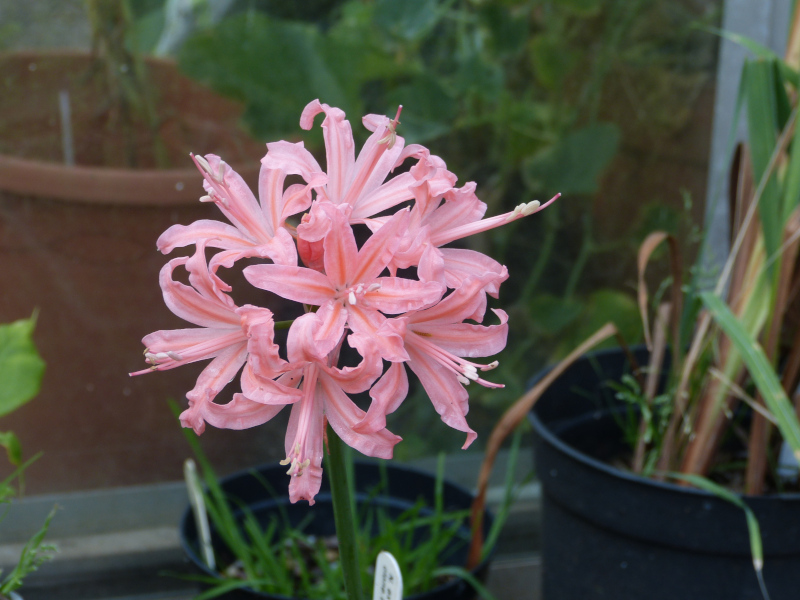 Nerine sarniensis sededling.JPG