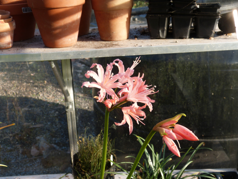 Nerine sarniensis seedling.JPG