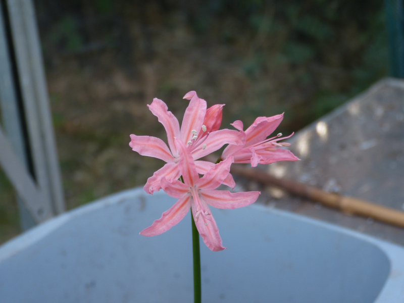 Nerine sarniensis seedling.JPG