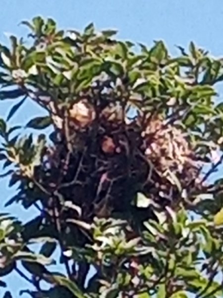 Nest4 29 Aug 22.jpg