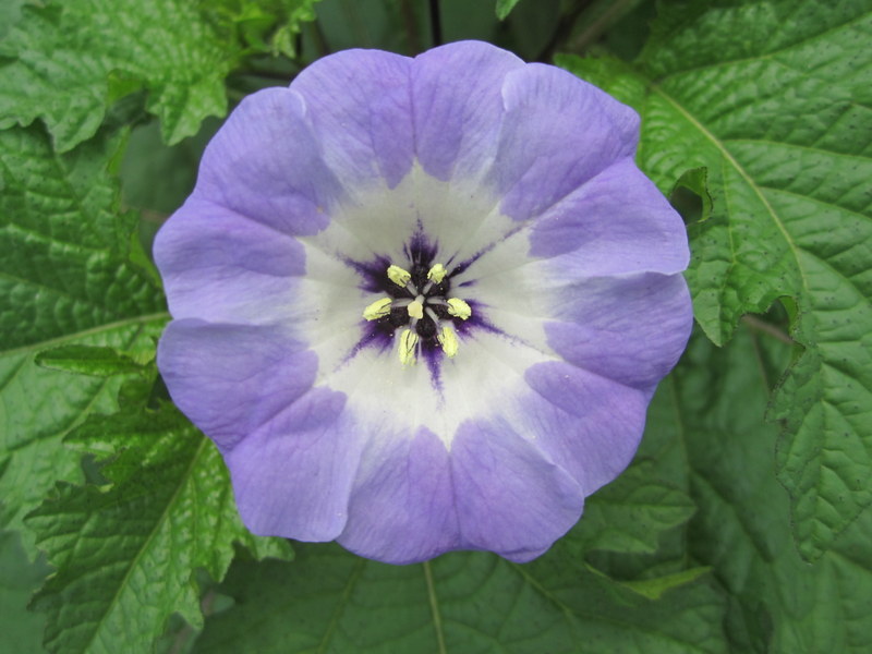 NICANDRA  PHYSALODES 14-07-2010 13-55-02.JPG