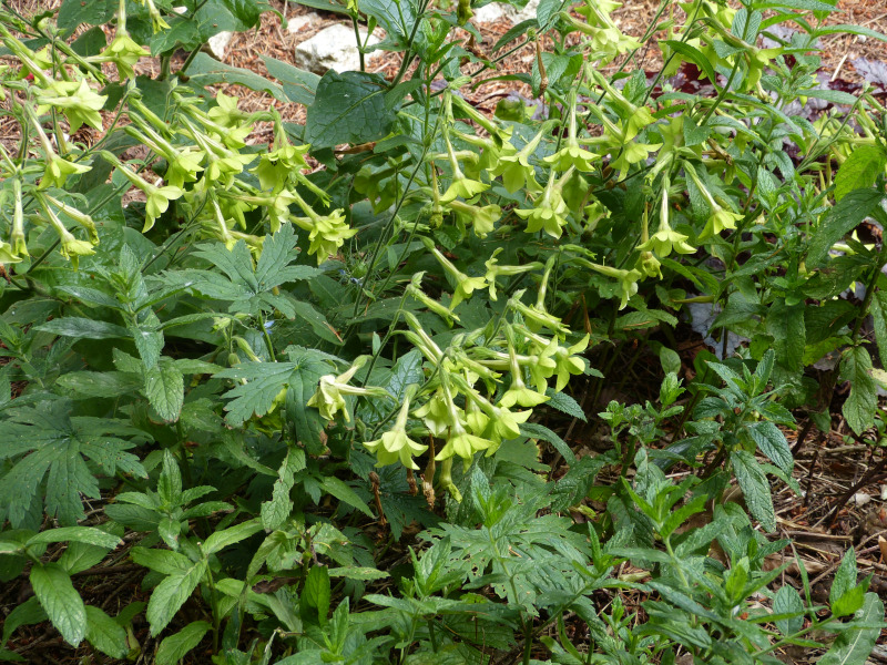 Nicotiana.JPG