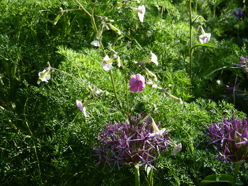 Nicotiana mutabalis.JPG