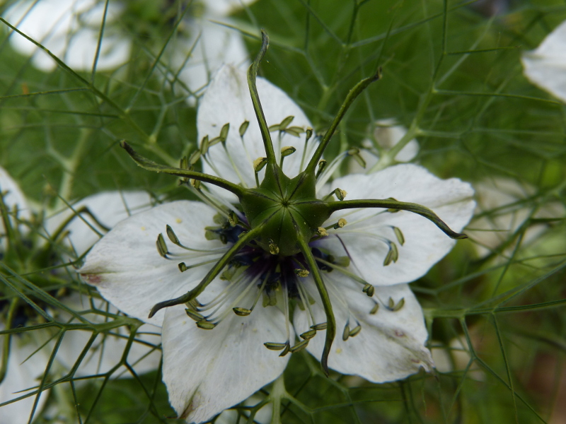 Nigella.JPG