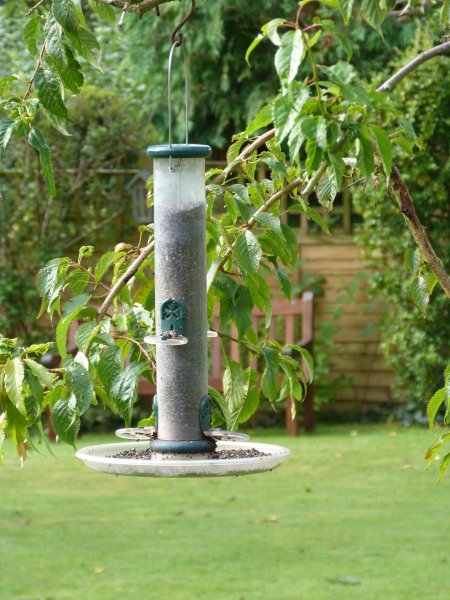 Niger seed feeder and others 27 August 2012 005.JPG