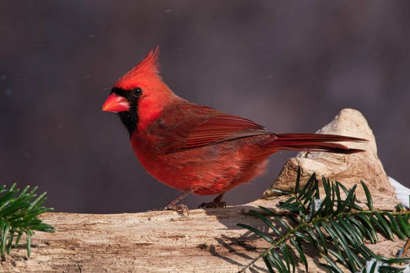 Northern Cardinal-In Snow.jpg