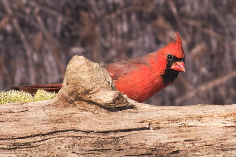 Northern Cardinal.jpg