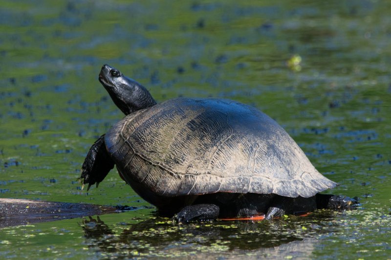 Northern red-bellied cooter GC.jpg