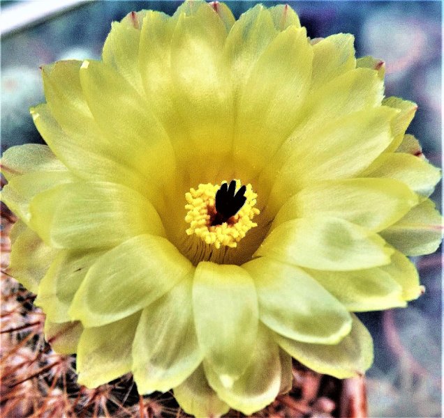 Notocactus veenianus.JPG