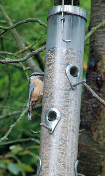 nuthatch.jpg