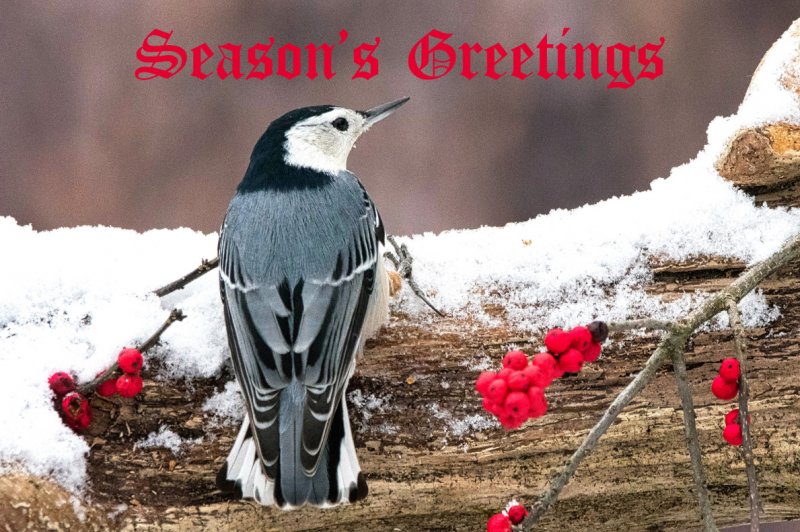 Nuthatch Season's Greetings GC.jpg