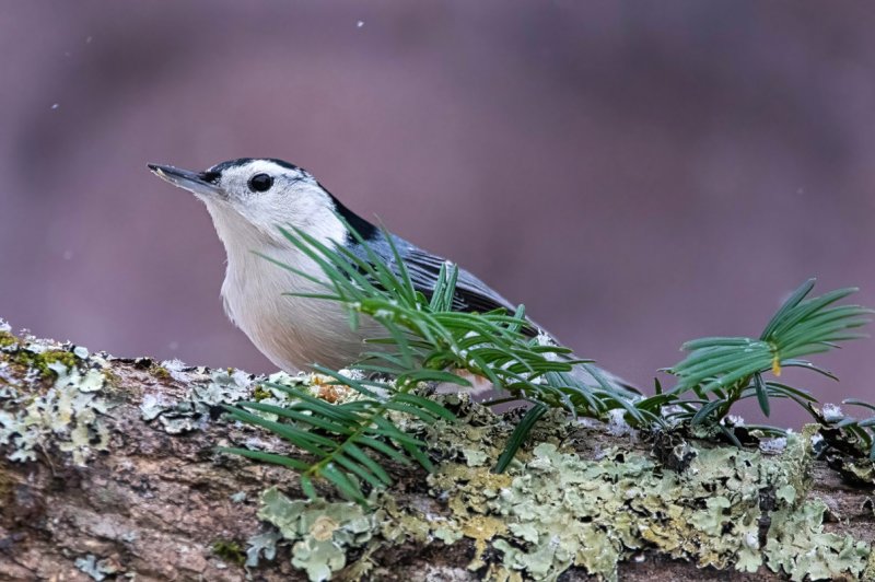 Nuthatch Snow GC.jpg