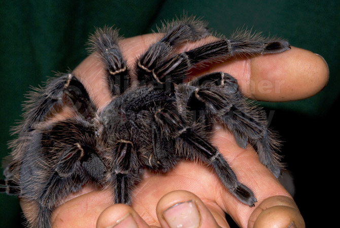 oi-0004_bird-eating_spider_in_hand.jpg