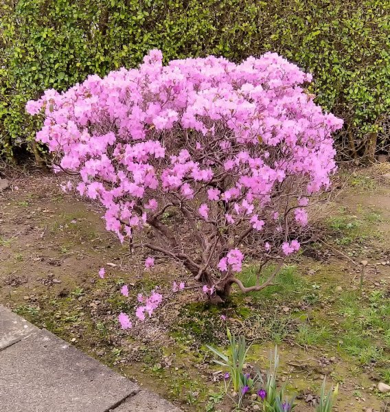 Old Azalea 15-3-22.jpg