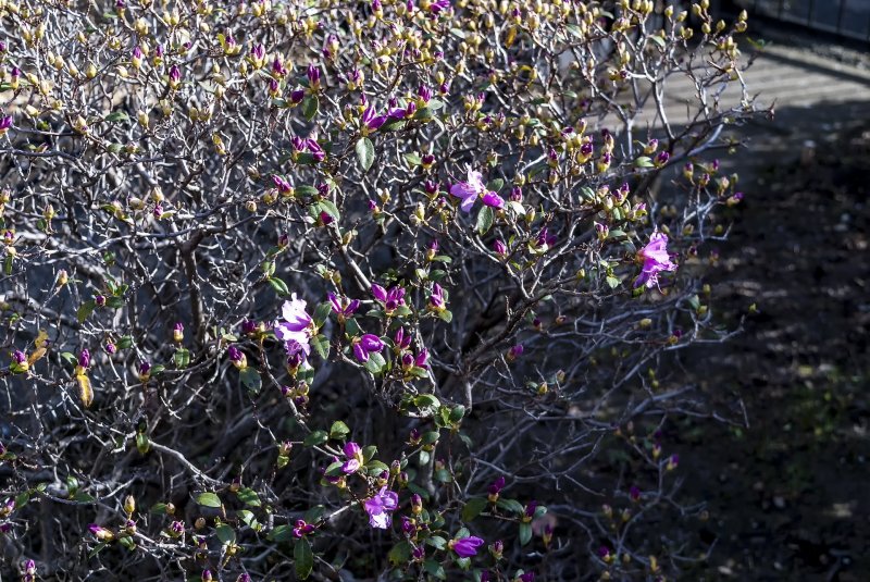 Old Azalea starting to bloom 25-2-22.jpg