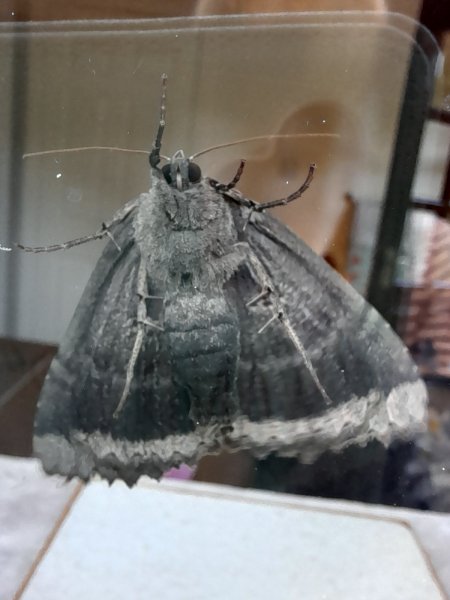 Old Lady Moth underbelly.jpg