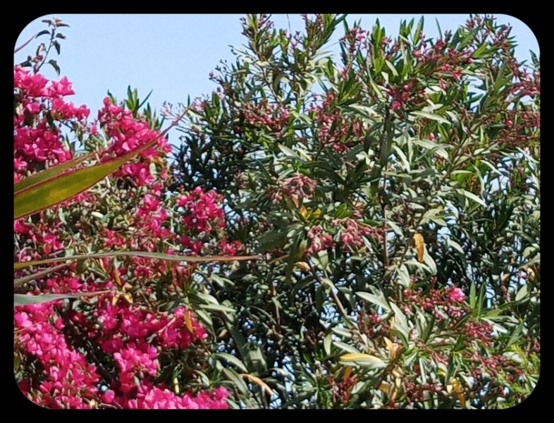 Oleander Bud 10 Apr 23.jpg