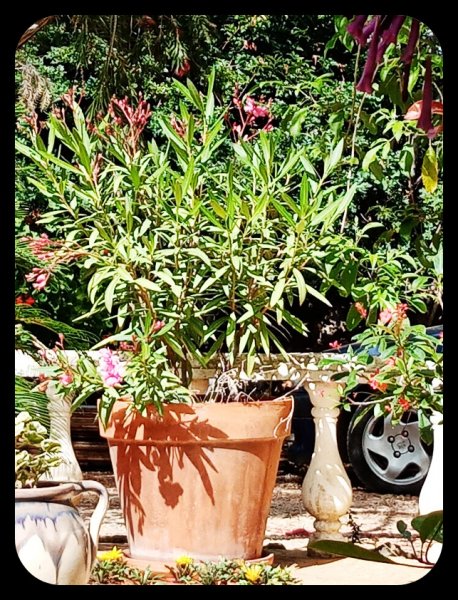 Oleander in Pot 1 Jun 22.jpg