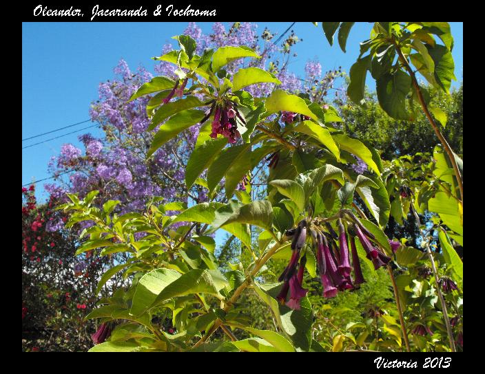 Oleander, Jacaranda & Iochroma 12 Jun 13.jpg