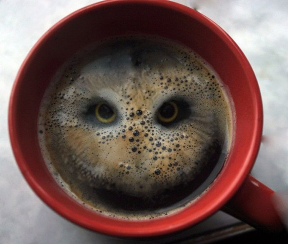 OMG-owl-in-the-coffee.jpg