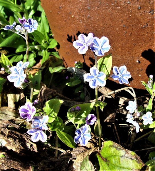 Omphalodes capadoica.JPG