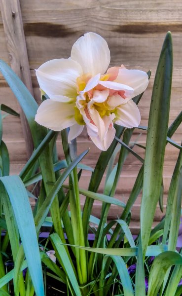 One of our double daffodils 21-3-22.jpg