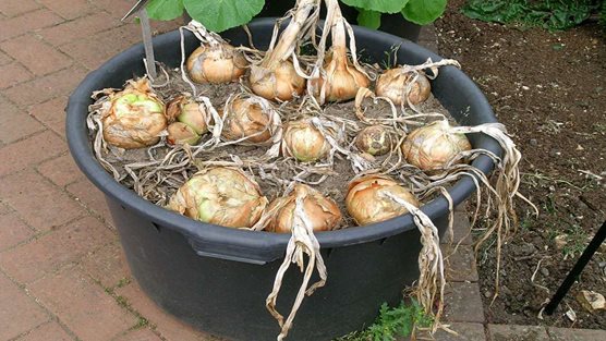 Onions-growing-in-a-container_ADV0000635.jpg