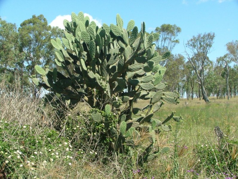 Opuntia spp 02(small).jpg