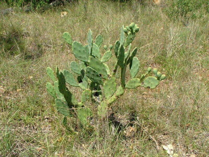 Opuntia spp 03 (small).jpg