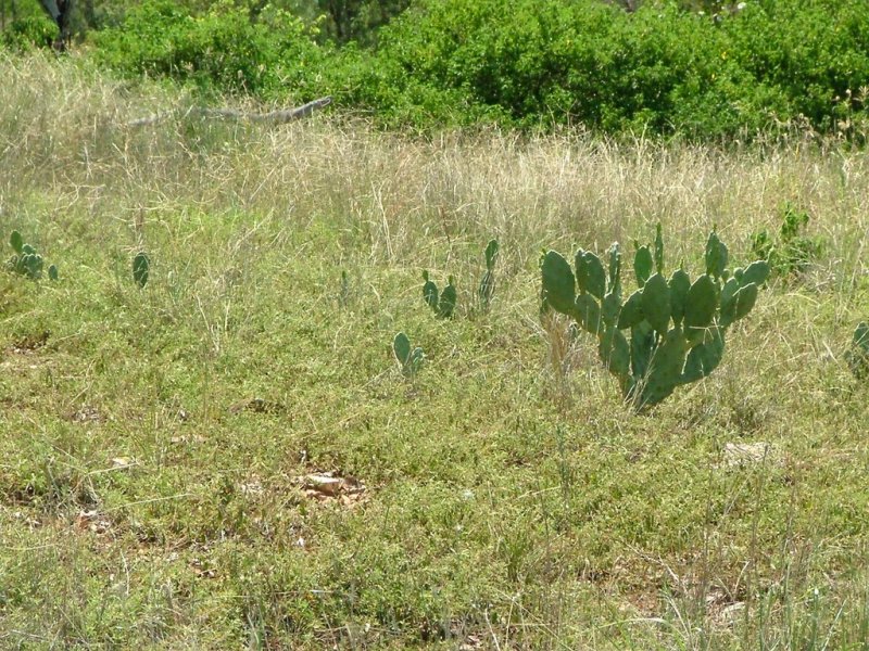 Opuntia spp 04 (small).jpg