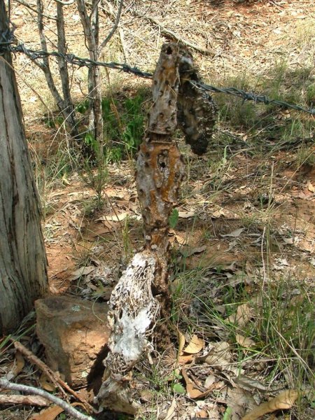 Opuntia spp 05 (small).jpg