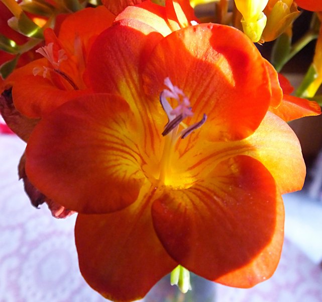 orange freesia.jpg