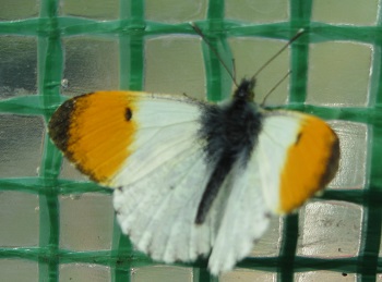 orange tip1.jpg