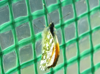 orange tip2.jpg