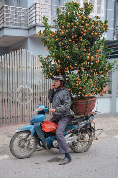 orange tree.jpg